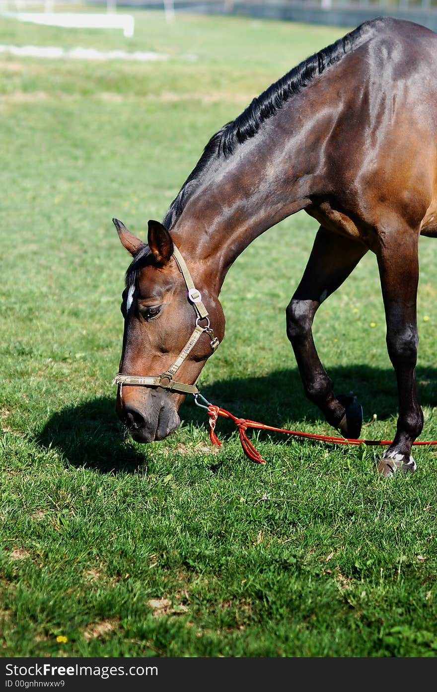 Horse eating grass on a sunny day