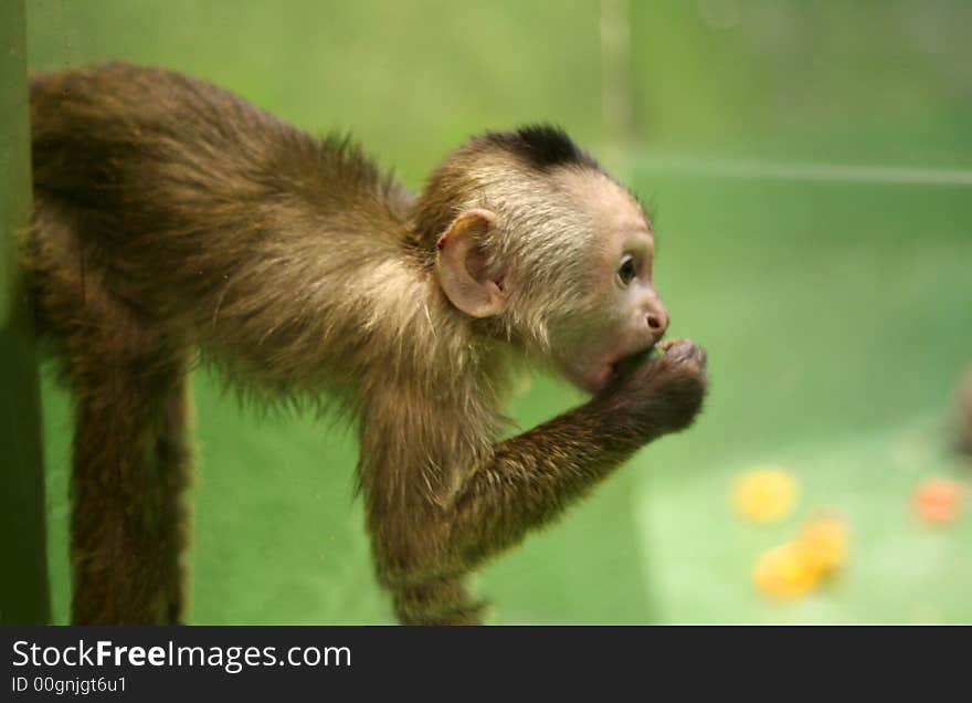 Monkey-cub