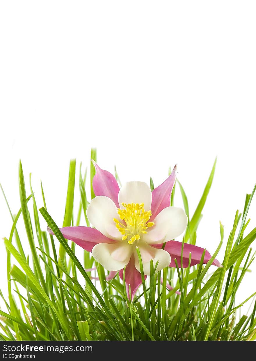 Flower growing in grass, isolated on white background. Flower growing in grass, isolated on white background