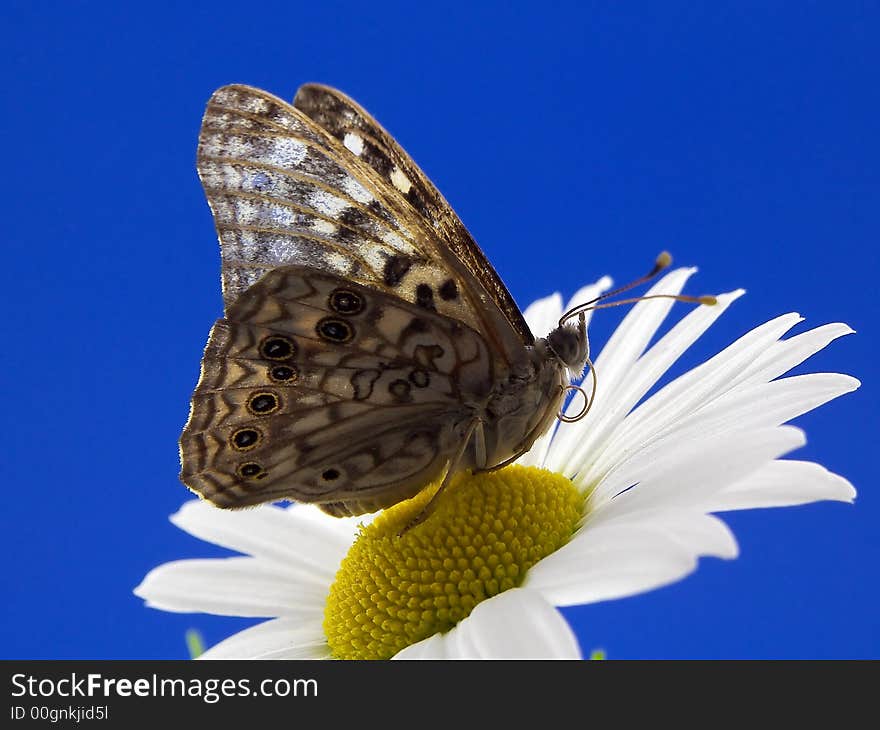 Butterfly On Flower