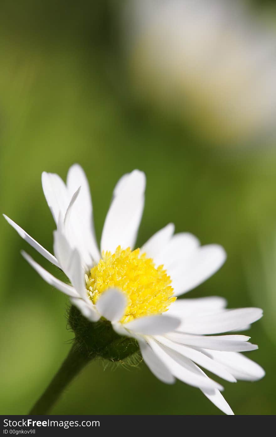 Daisy spring flower, soft focus