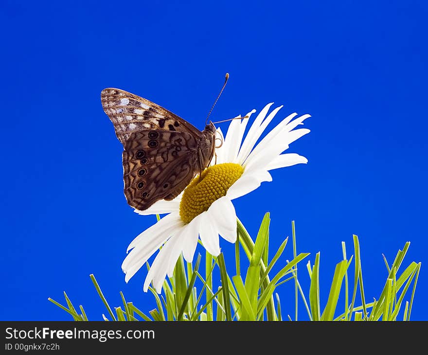 Butterfly on flower