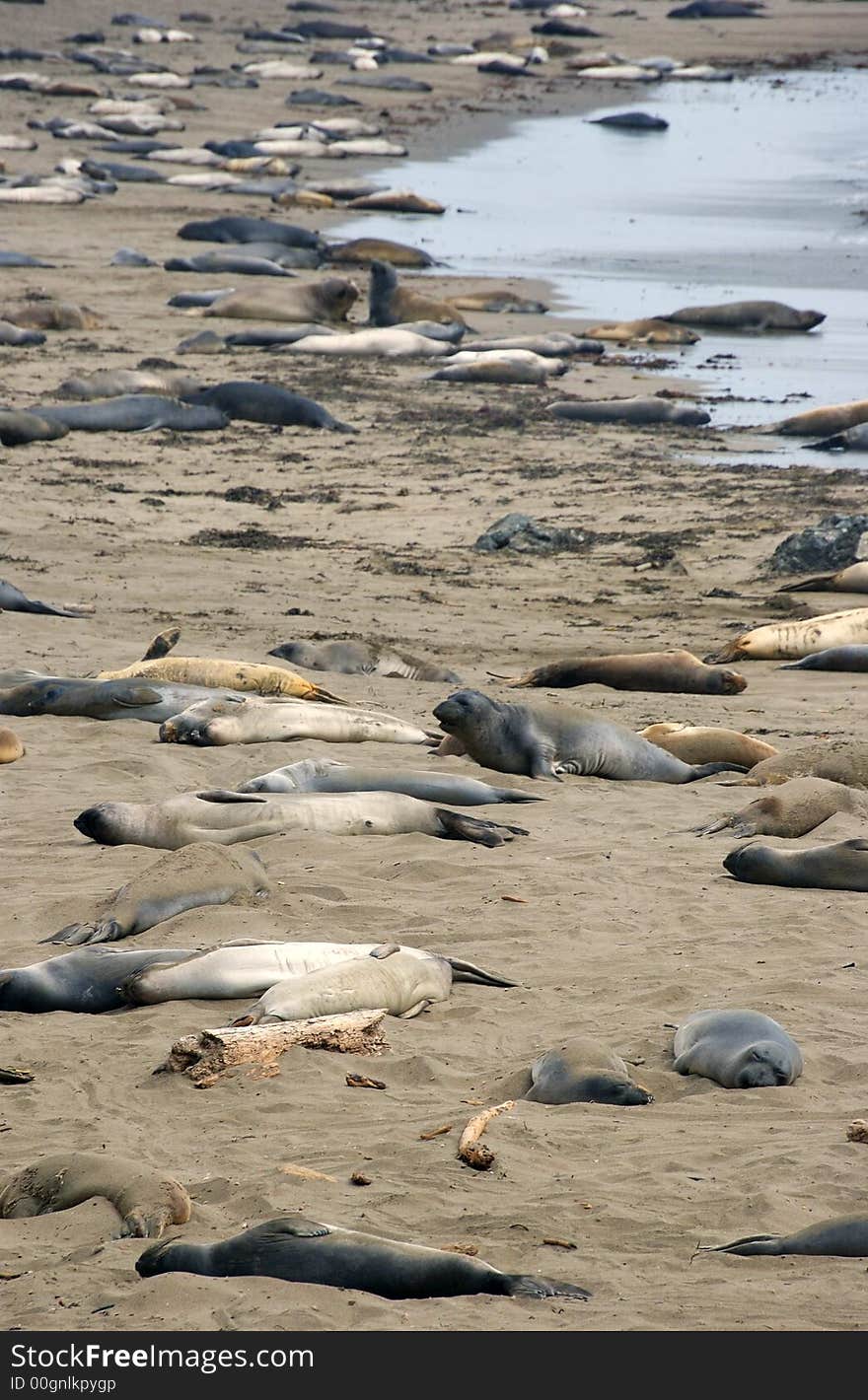 Seals and sea loins on the beach in ca