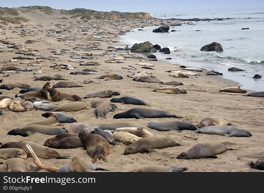 Seals and sea loins on the beach in ca