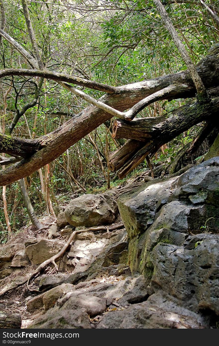 Landslide of rocks with a tree blocking the hiking path. Landslide of rocks with a tree blocking the hiking path