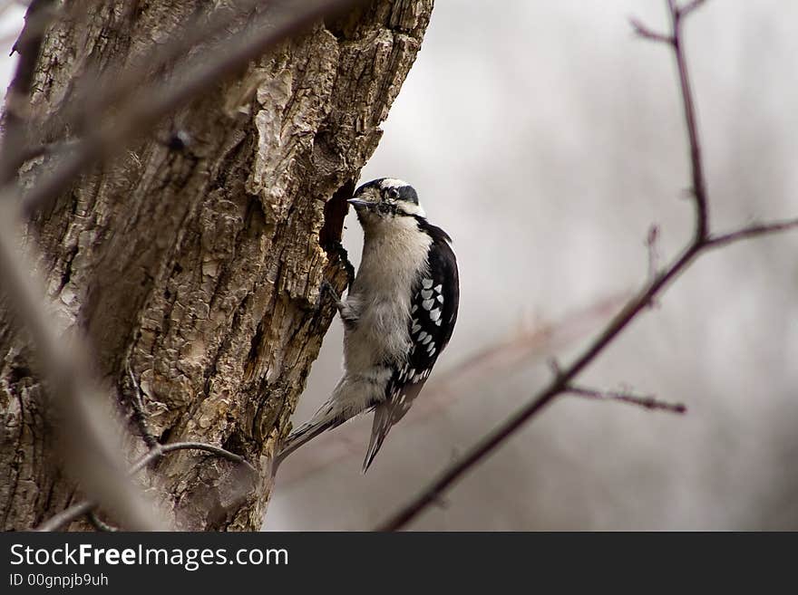 WI Woodpecker