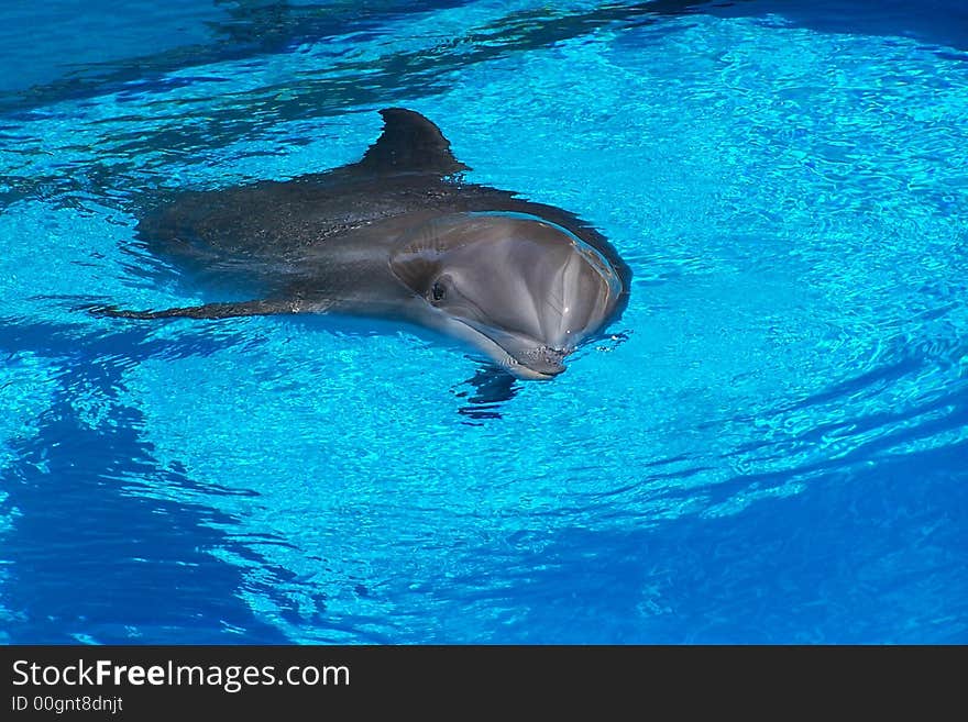 Shot of dolphin breaching clear blue water.