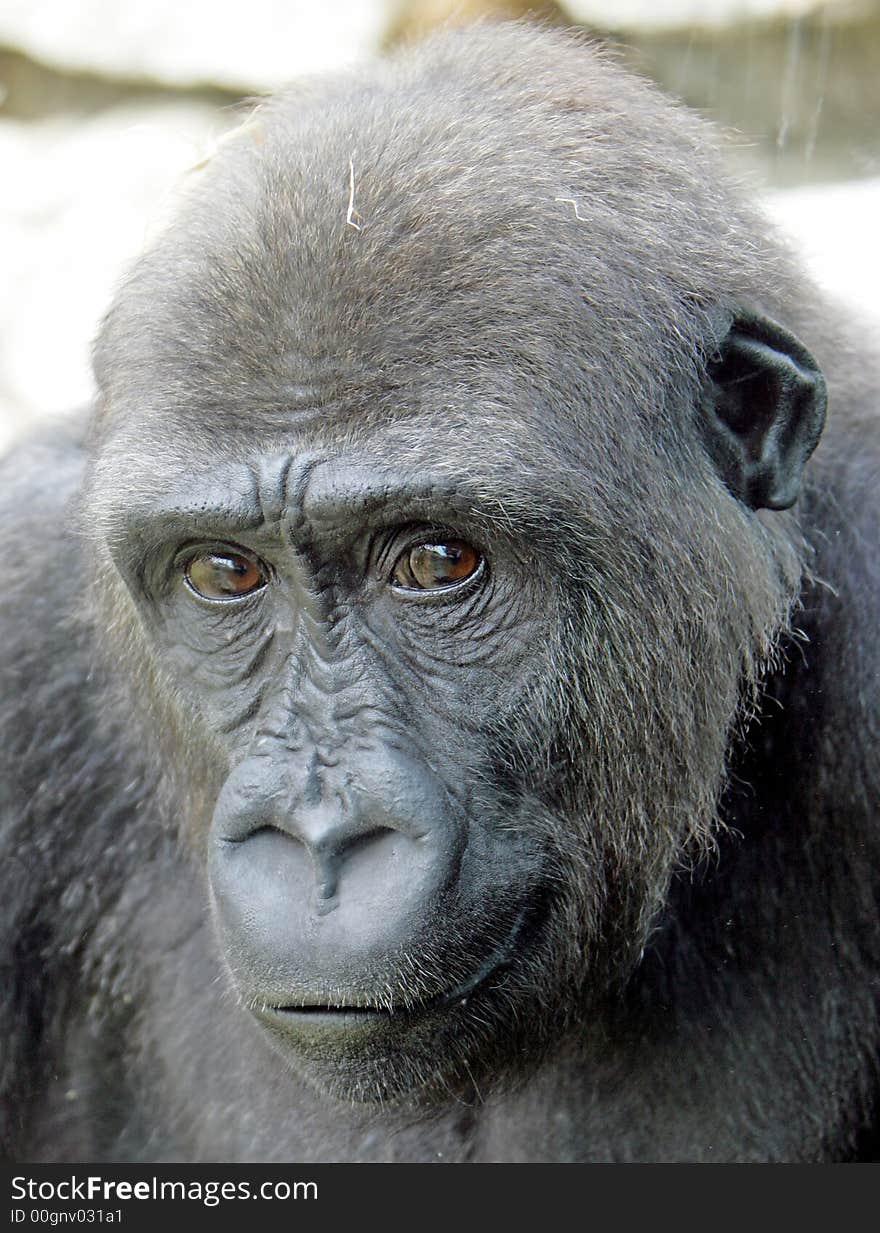 Portrait of nice gorilla female. Portrait of nice gorilla female