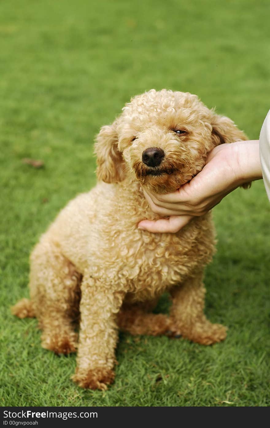 A cute little brown poodle sitting on grass at park