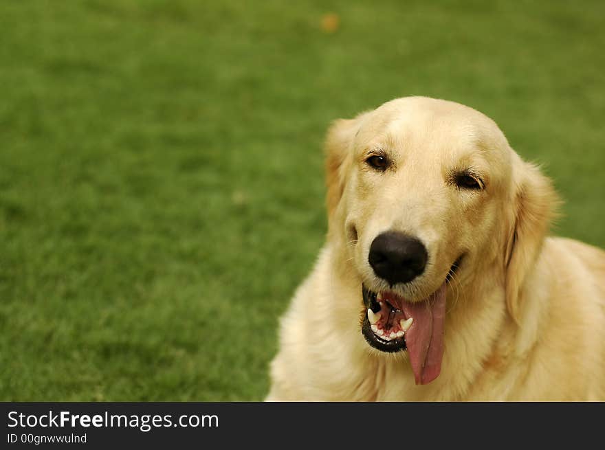 A happy golden retriever sitting on the grass at the park