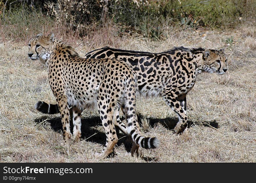 The fastest land mammal in the world, the Cheetah.  Photographed in South Africa. The fastest land mammal in the world, the Cheetah.  Photographed in South Africa.