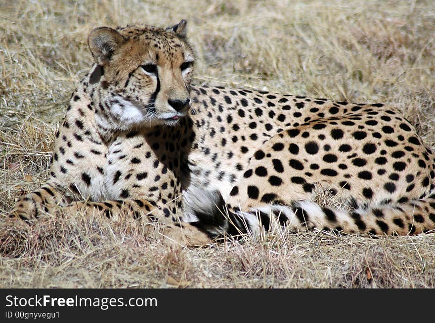 The fastest land mammal in the world, the Cheetah.  Photographed in South Africa.