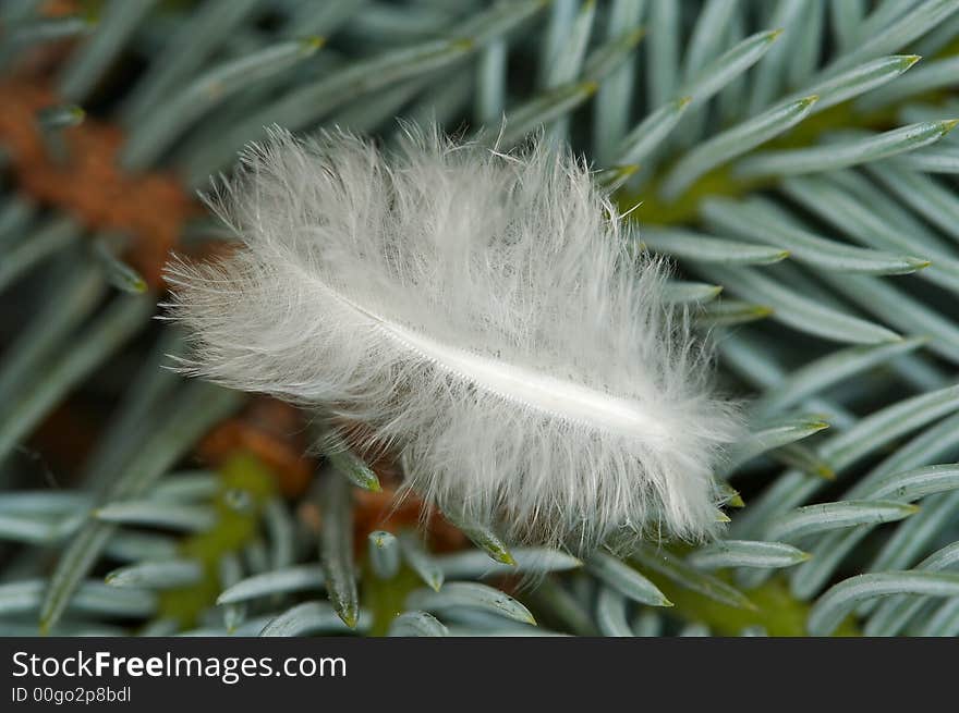 Feather on branch