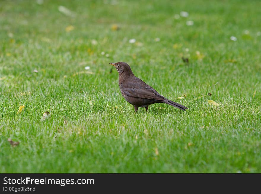 Blackbird and Grass