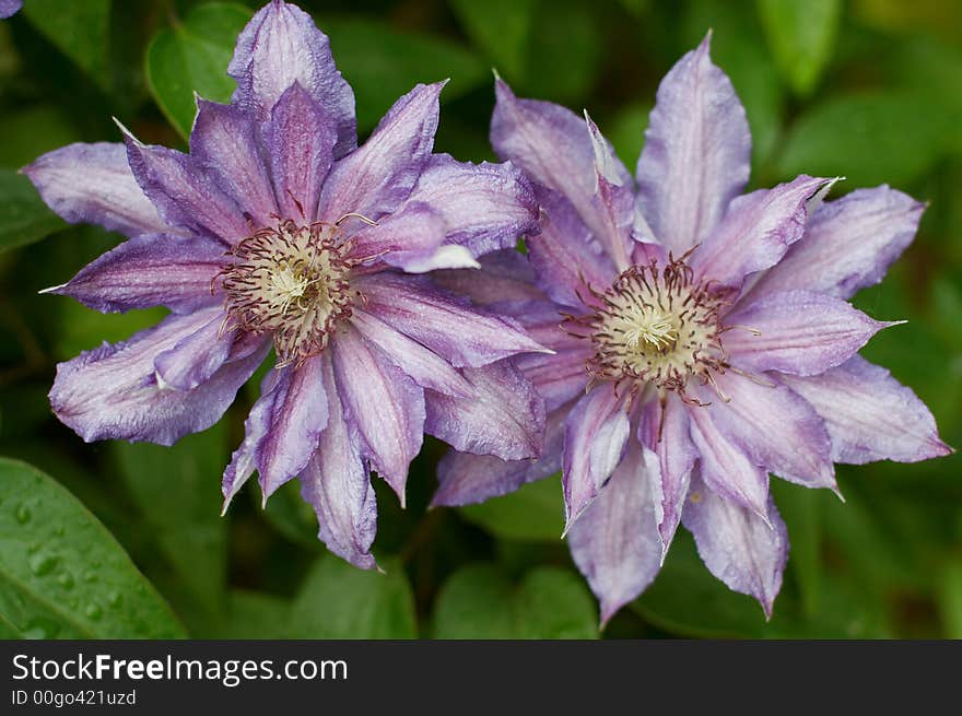 Two magenta flowers in garden. Two magenta flowers in garden