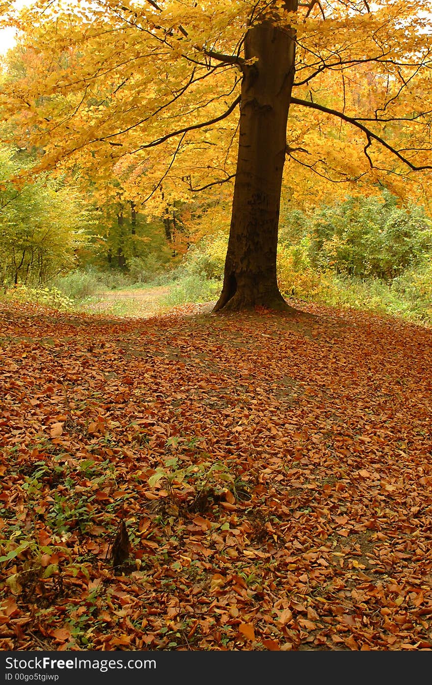 Single tree with yellow leaves in temperate forest in autumn. Single tree with yellow leaves in temperate forest in autumn