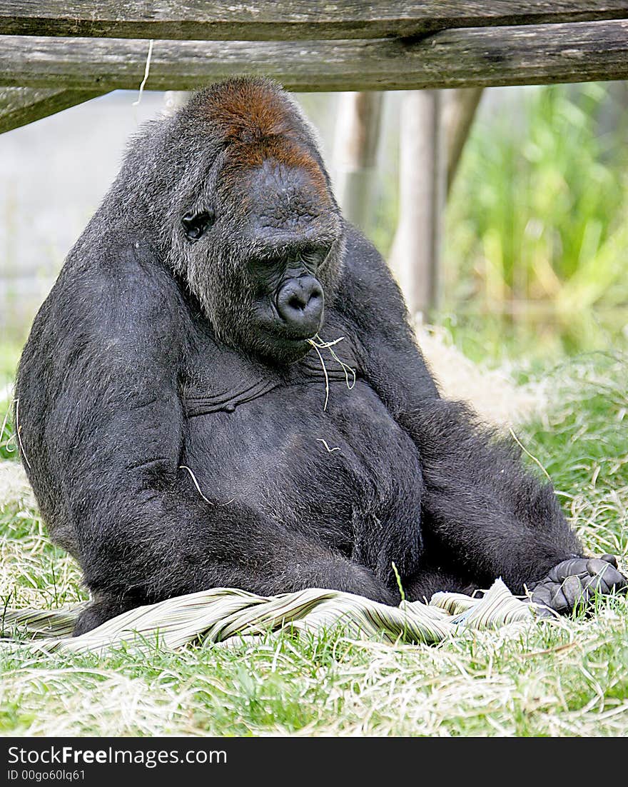 Portrait of nice gorilla male. Portrait of nice gorilla male