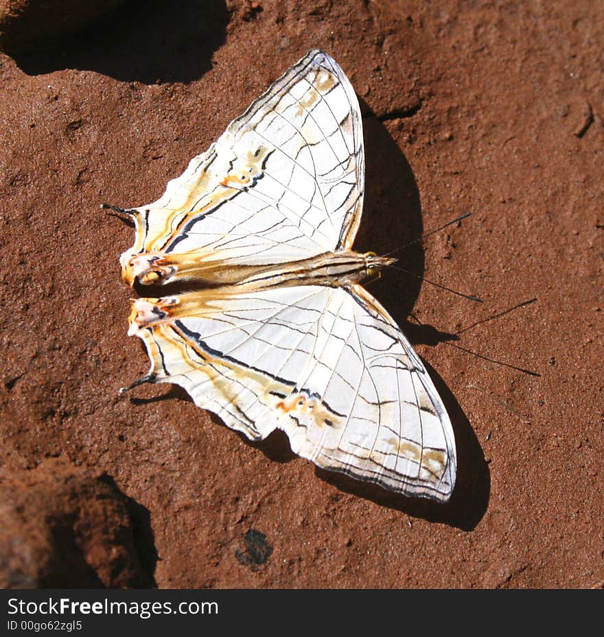 Artistic depictions of butterflies have been used in many cultures including Egyptian hieroglyphics 3500 years ago. Today, butterflies are widely used in various objects of art. Artistic depictions of butterflies have been used in many cultures including Egyptian hieroglyphics 3500 years ago. Today, butterflies are widely used in various objects of art.