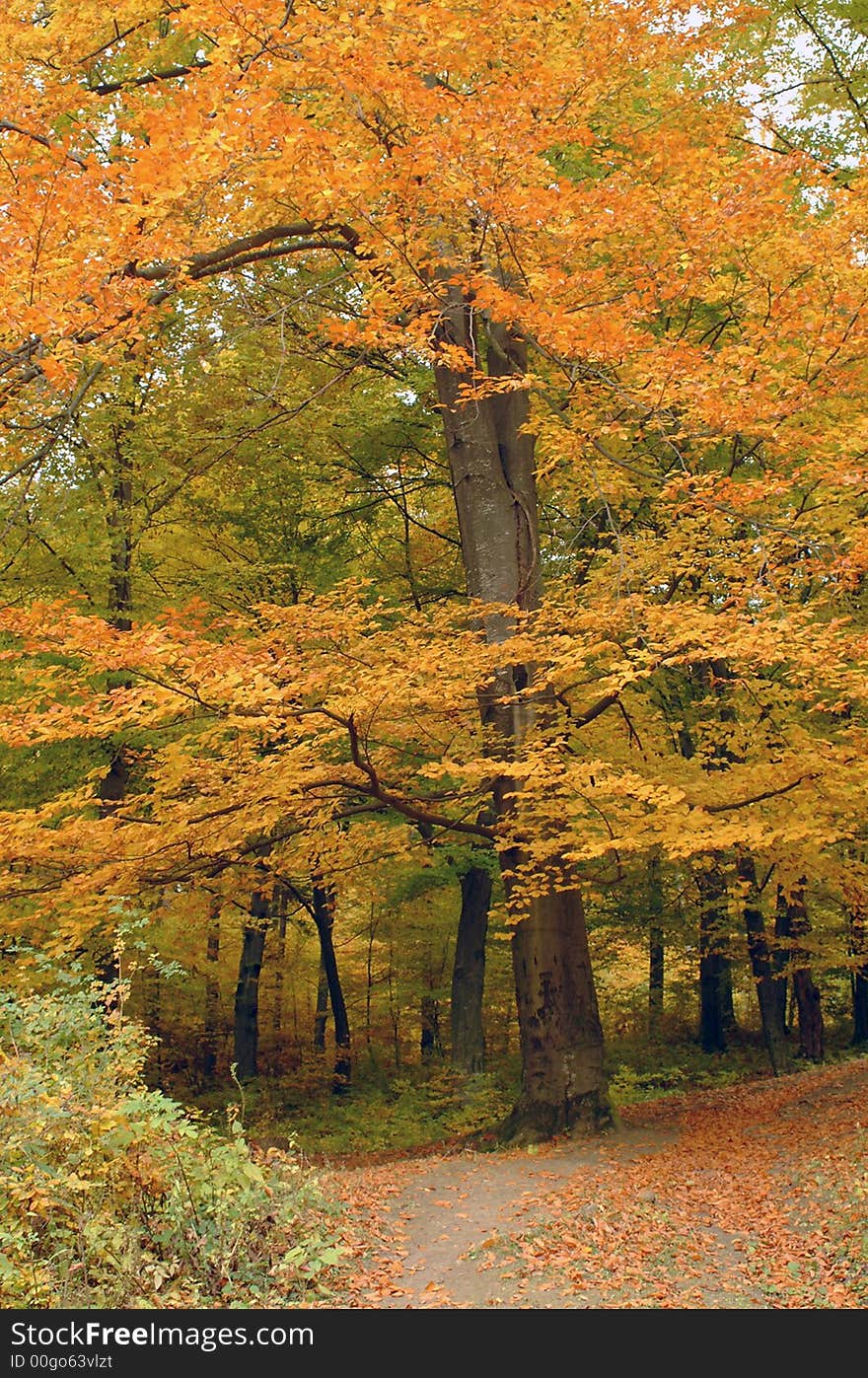 Tree With Yellow Leaves