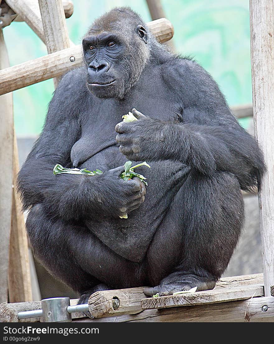 Portrait of nice gorilla female. Portrait of nice gorilla female