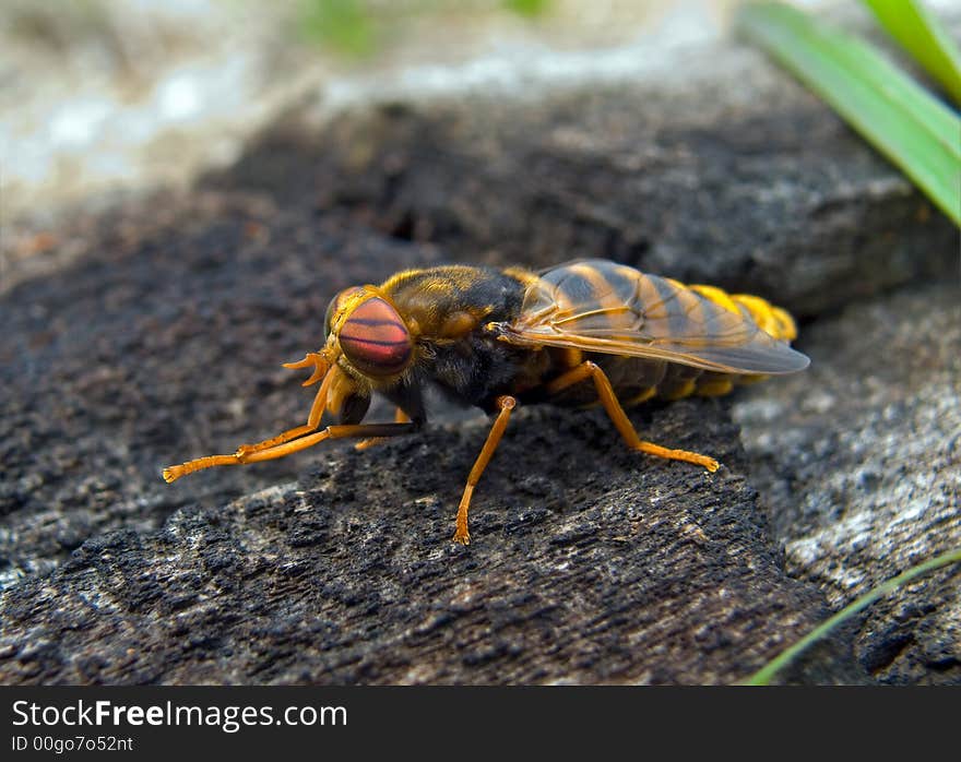 Fly Tabanus 1