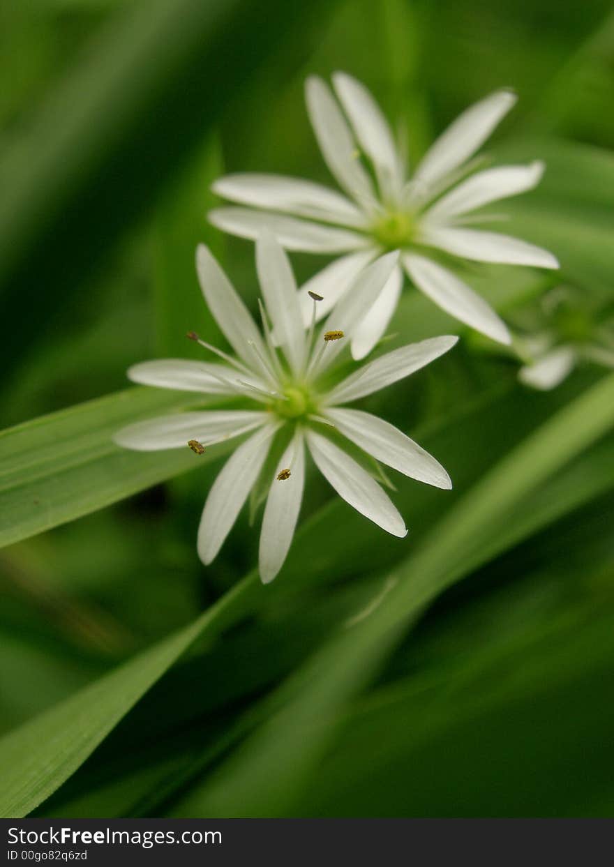 Camomile