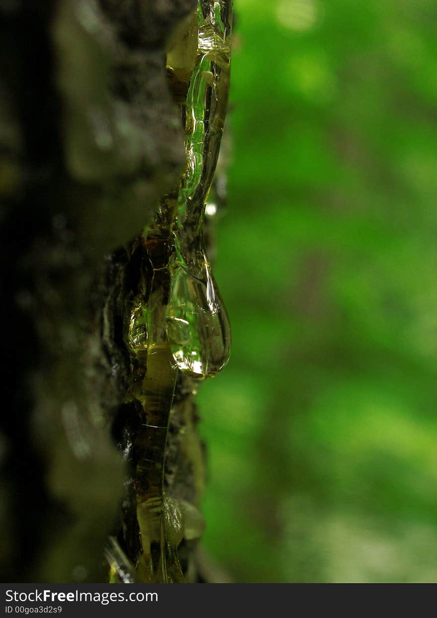 A drop of thus on the tree-bark