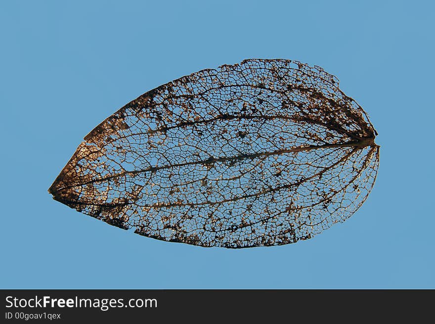 Leaf Skeleton