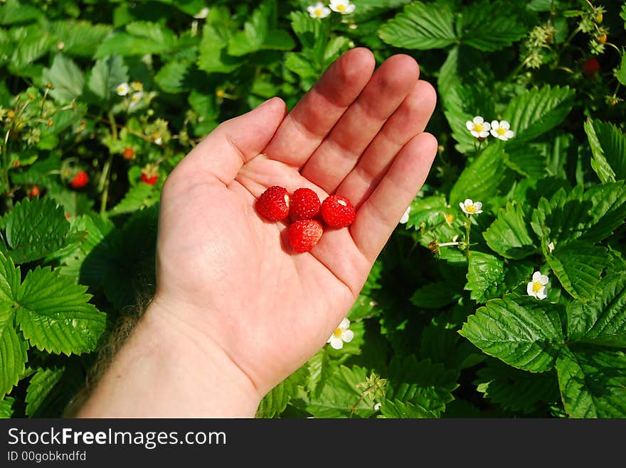 Picking wild strawberrys. wild fruits.