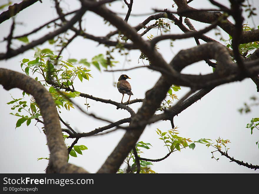 Robin sitting on a branch of a hawthorn tree in summer. Robin sitting on a branch of a hawthorn tree in summer