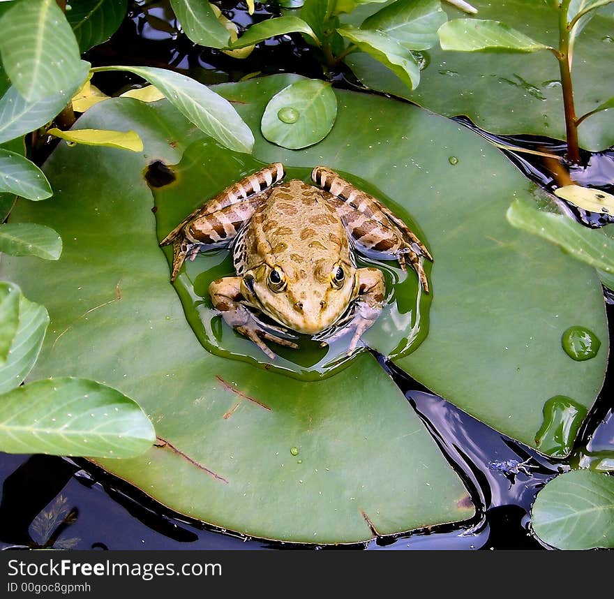 A frog bathing