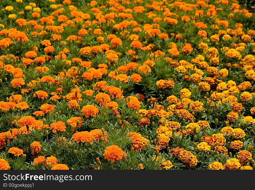 Endless field of flowers