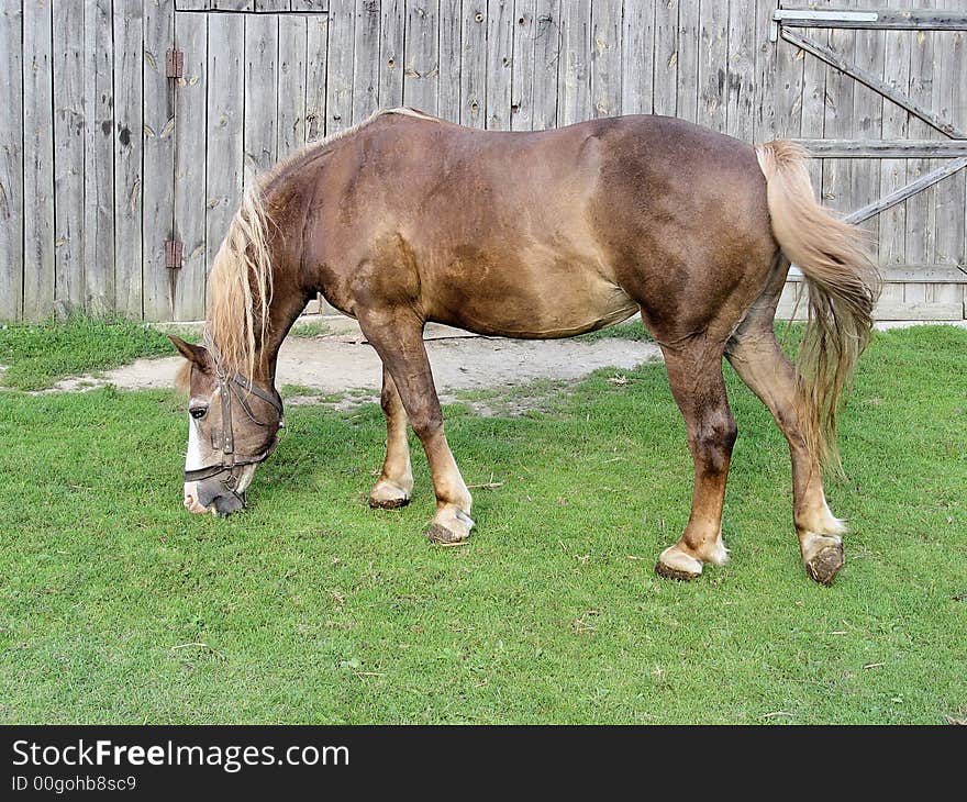 Brown horse on the green meadow