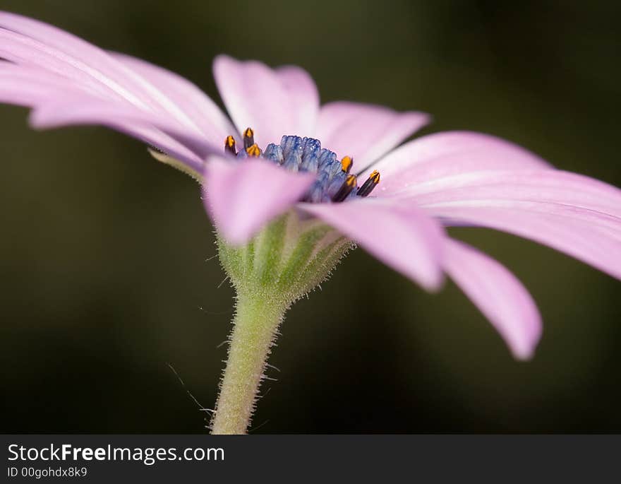 Osteospermum