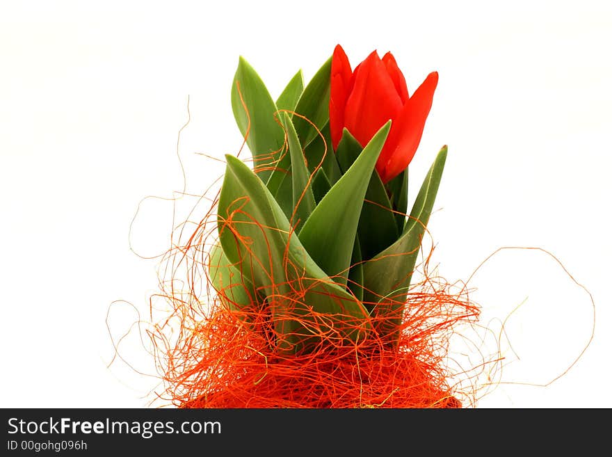 Red tulip on the white background