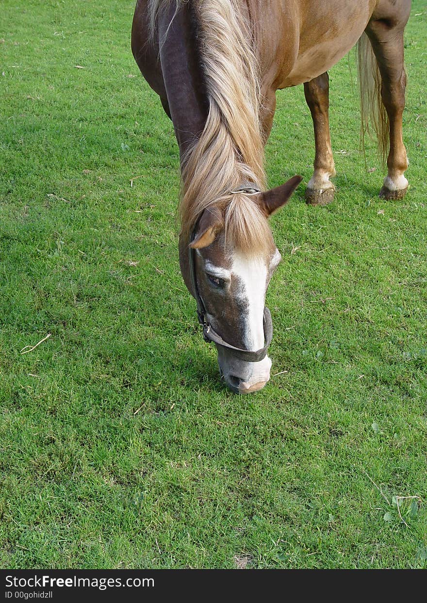 Brown horse on the green meadow