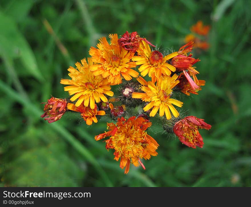 Hieracium aurantiacum,Carpathian Mountins,Romania