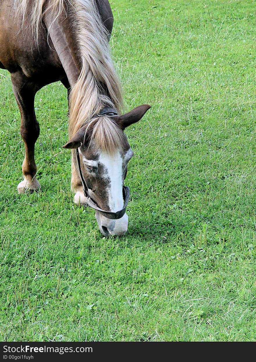 Brown horse on the green meadow