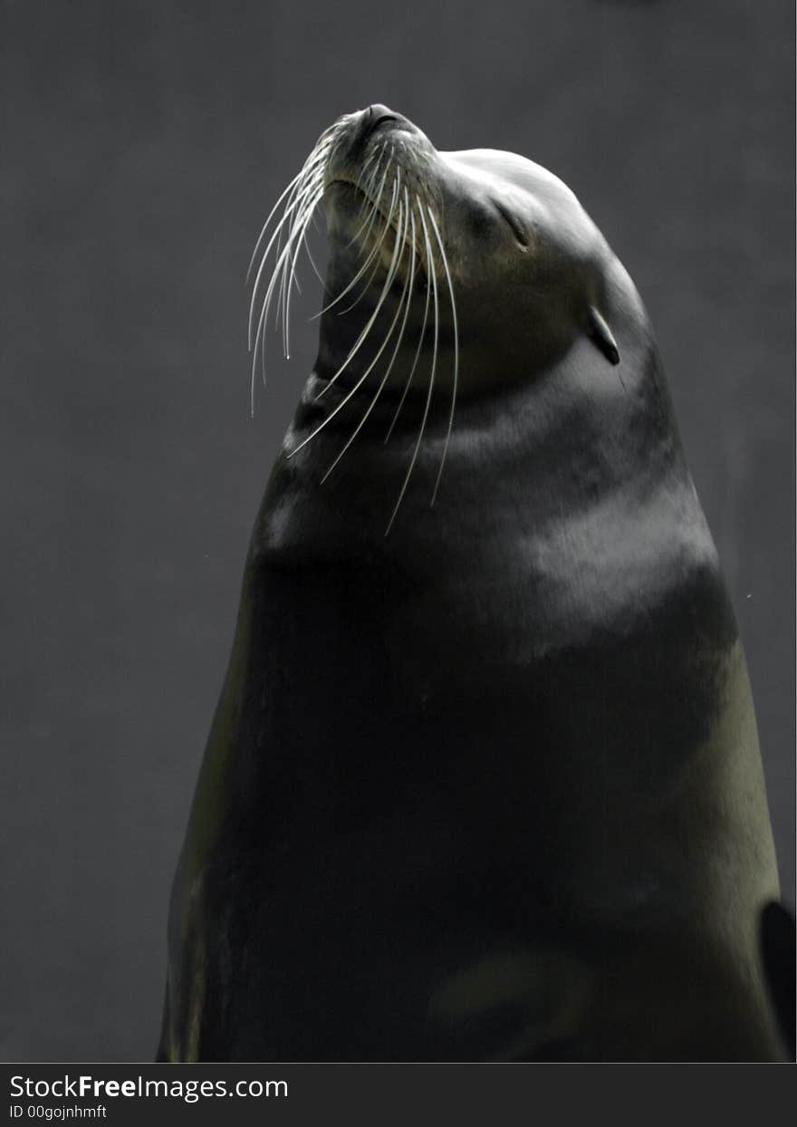 Seal