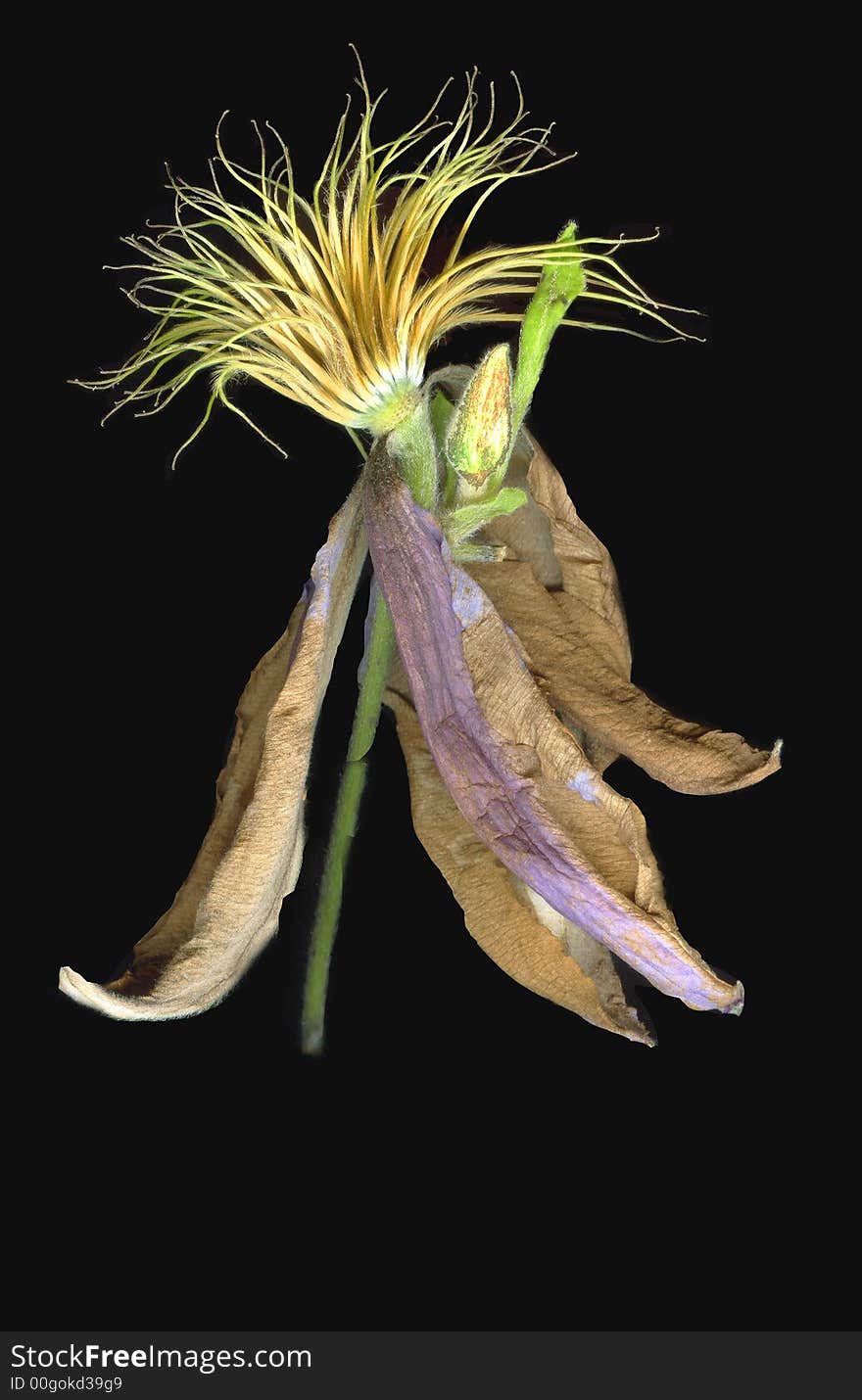 A clematis plant with dead leaves surrounding a new bud