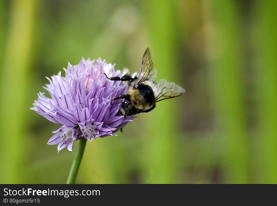 Bumblebee on a flower