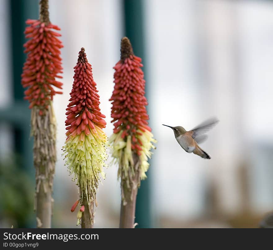 Hummingbird