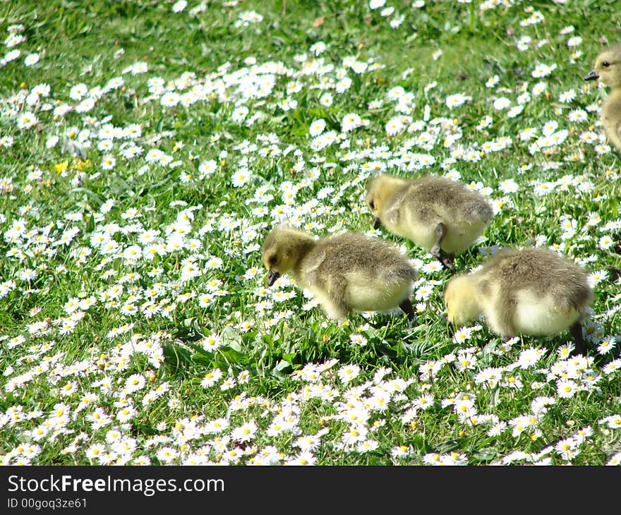 Goslings grazing among the daisies. Goslings grazing among the daisies