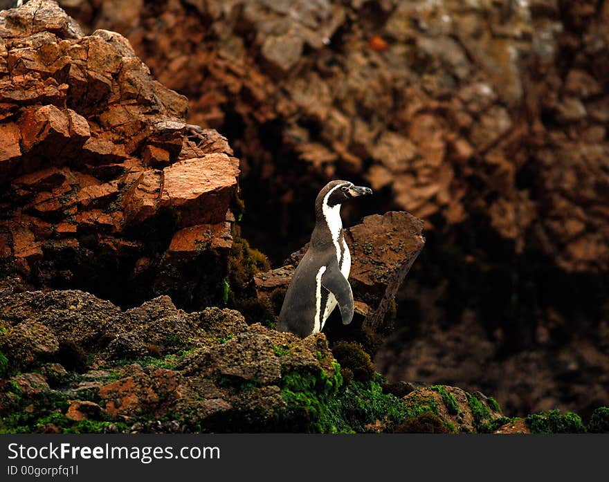 Lone Penguin on the Paracus Islands off the shores of Peru