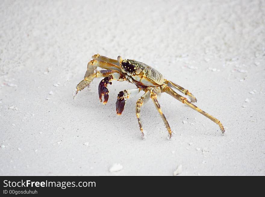 Ghost crab running through the white sand beach