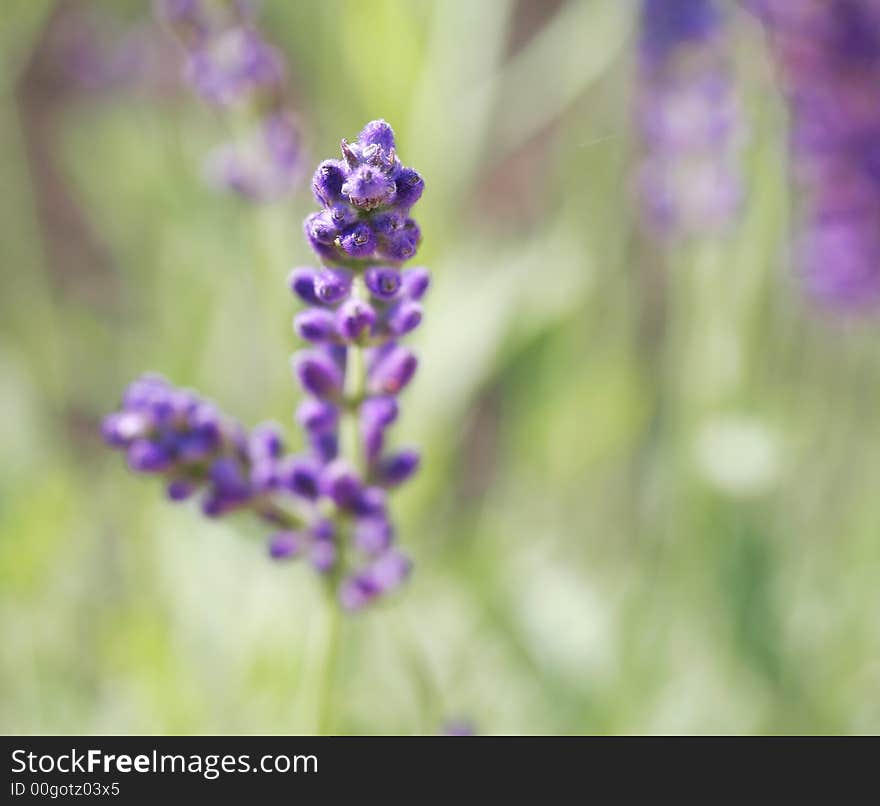 Lavender In A Garden