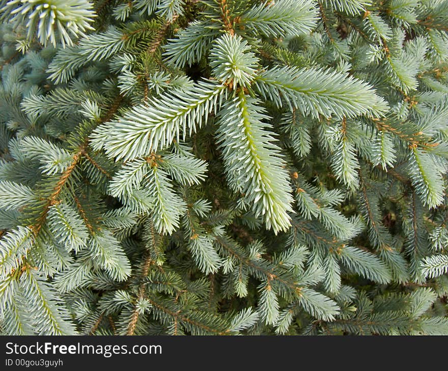 Branches of a young fur-tree