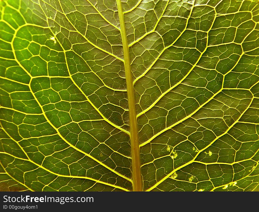 Photo of a part of a green leaf of the plant photographed at macroshooting from close distance. It can be used as a background