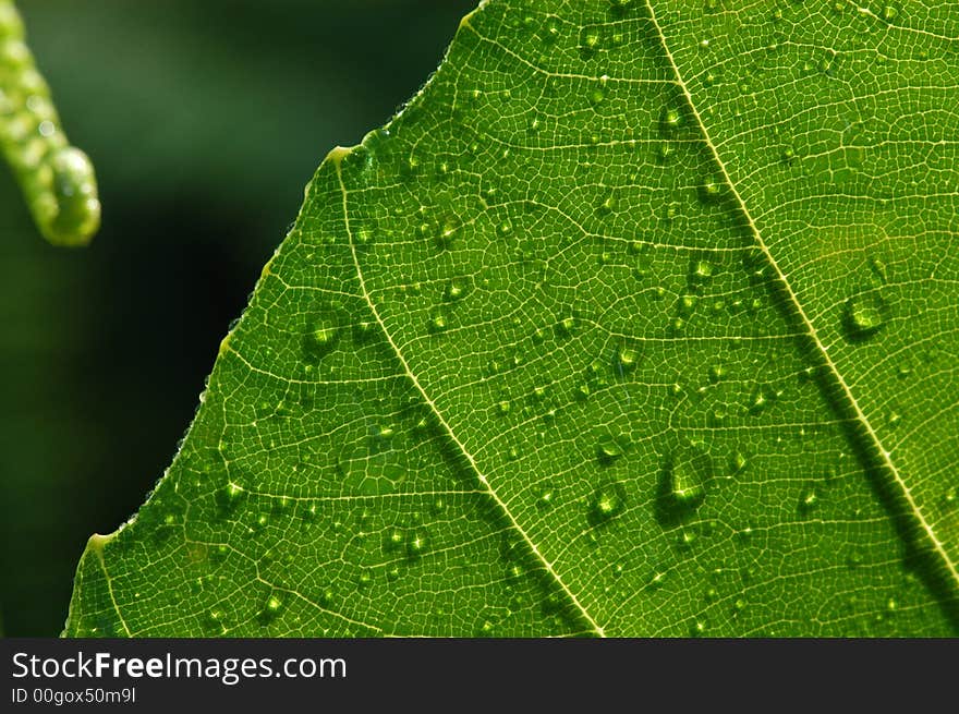 Green leaf and water droplets