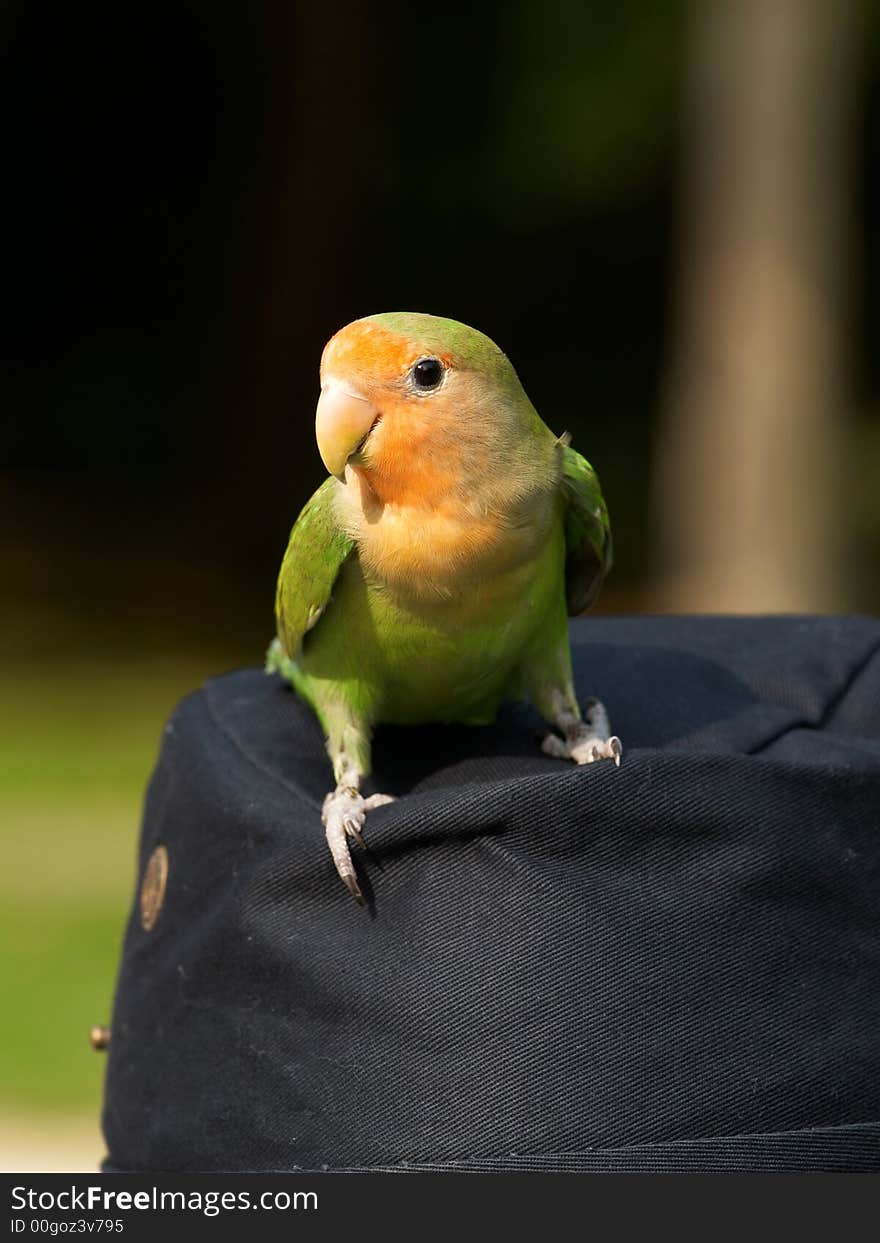 Parrot and hat